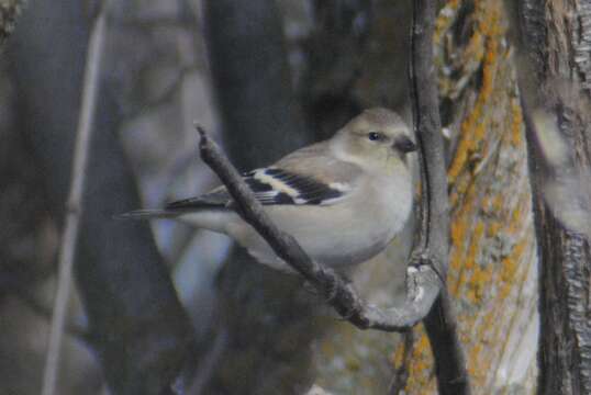 Spinus tristis pallidus Mearns 1890的圖片