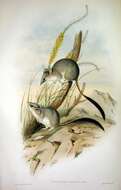 Phascogale calura Gould 1844 resmi