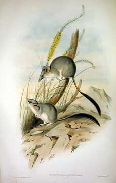 Imagem de Phascogale calura Gould 1844