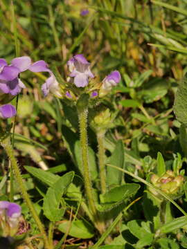 Image of large-flowered selfheal