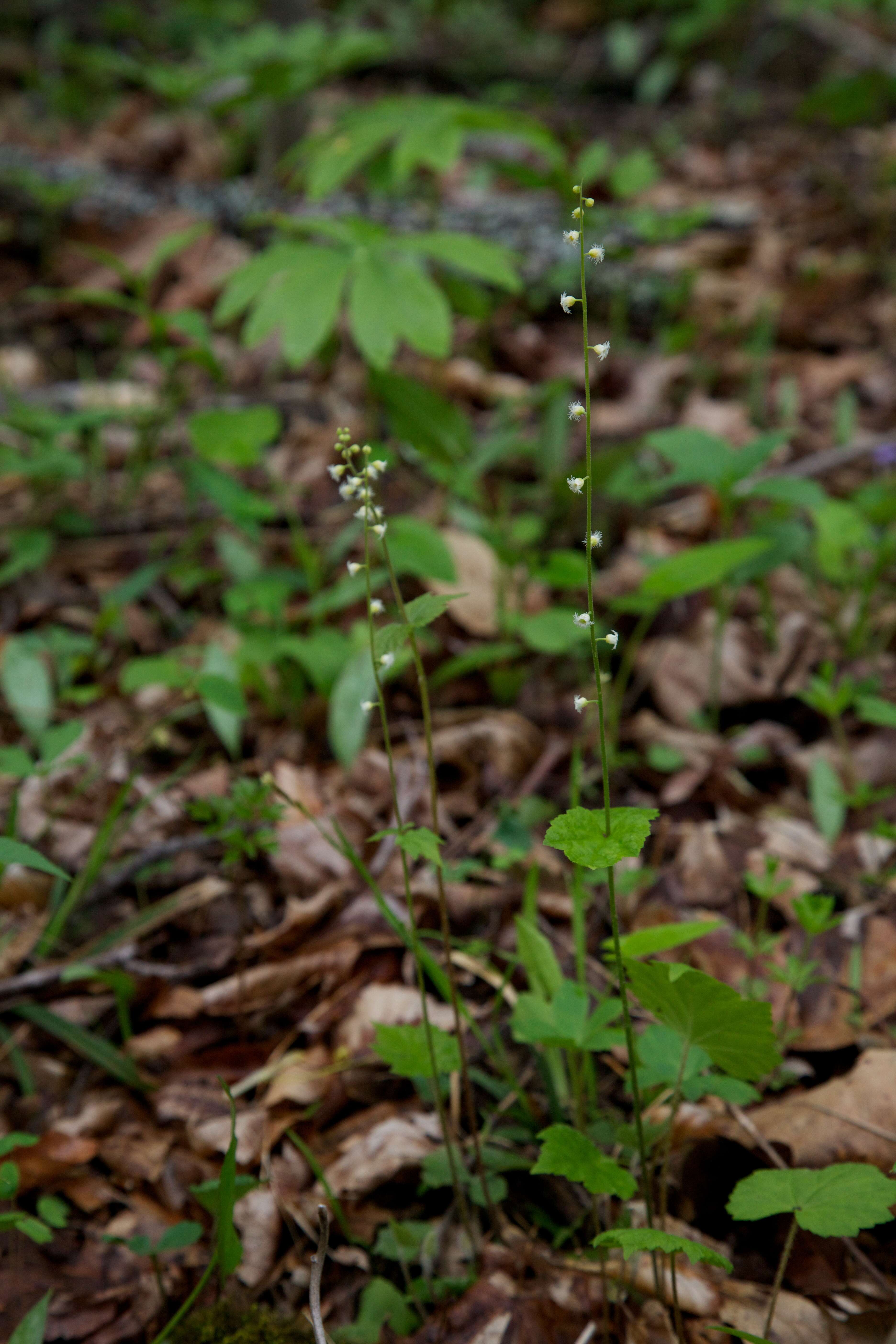 Image of twoleaf miterwort