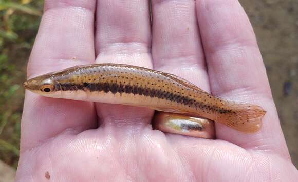 Image of Blackspotted Topminnow