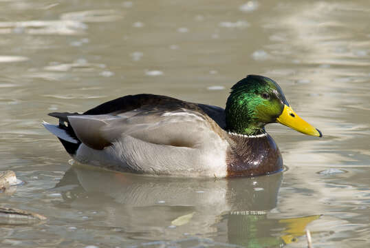 Image of Common Mallard