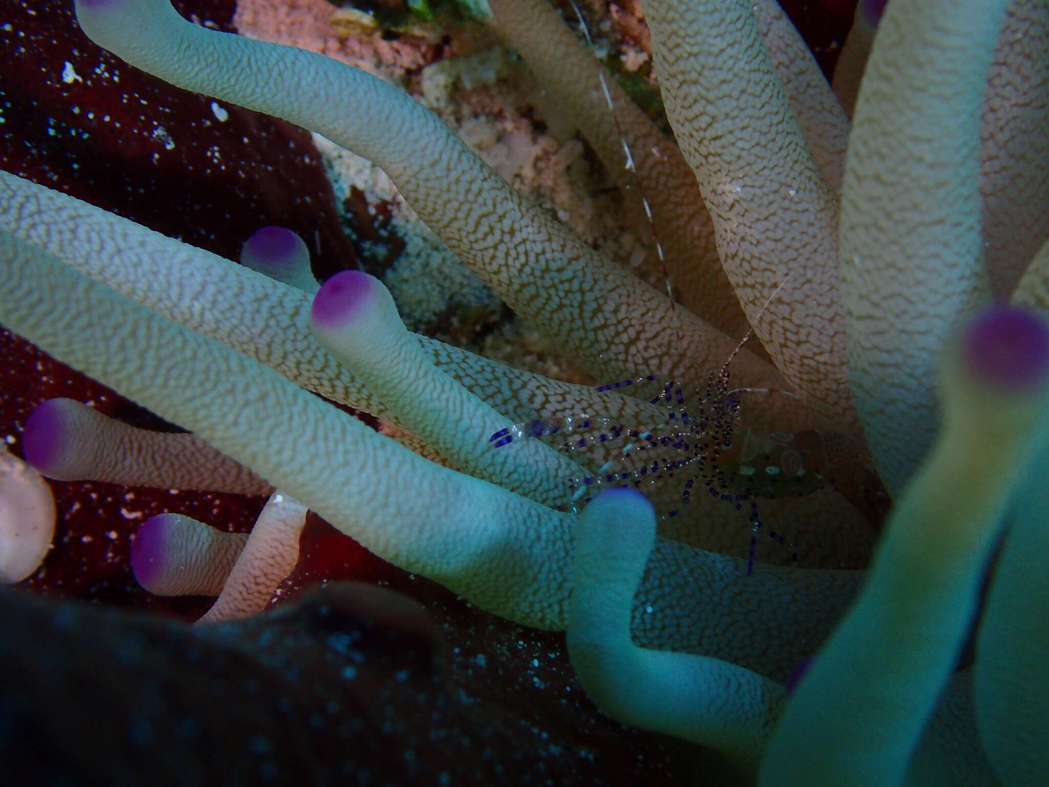 Image of Spotted cleaner shrimp