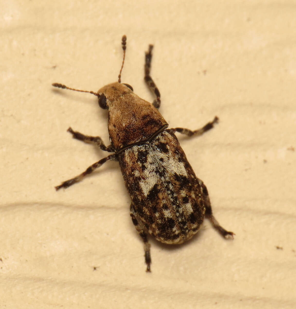 Image of Marbled Fungus Weevil