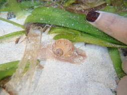 Image of colorful Atlantic moonsnail