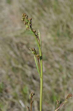 Image of Dianella callicarpa G. W. Carr & P. F. Horsfall