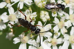 Image of Spider wasp