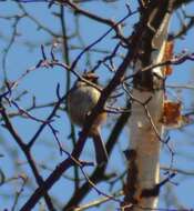 Image de Mésange à tête brune