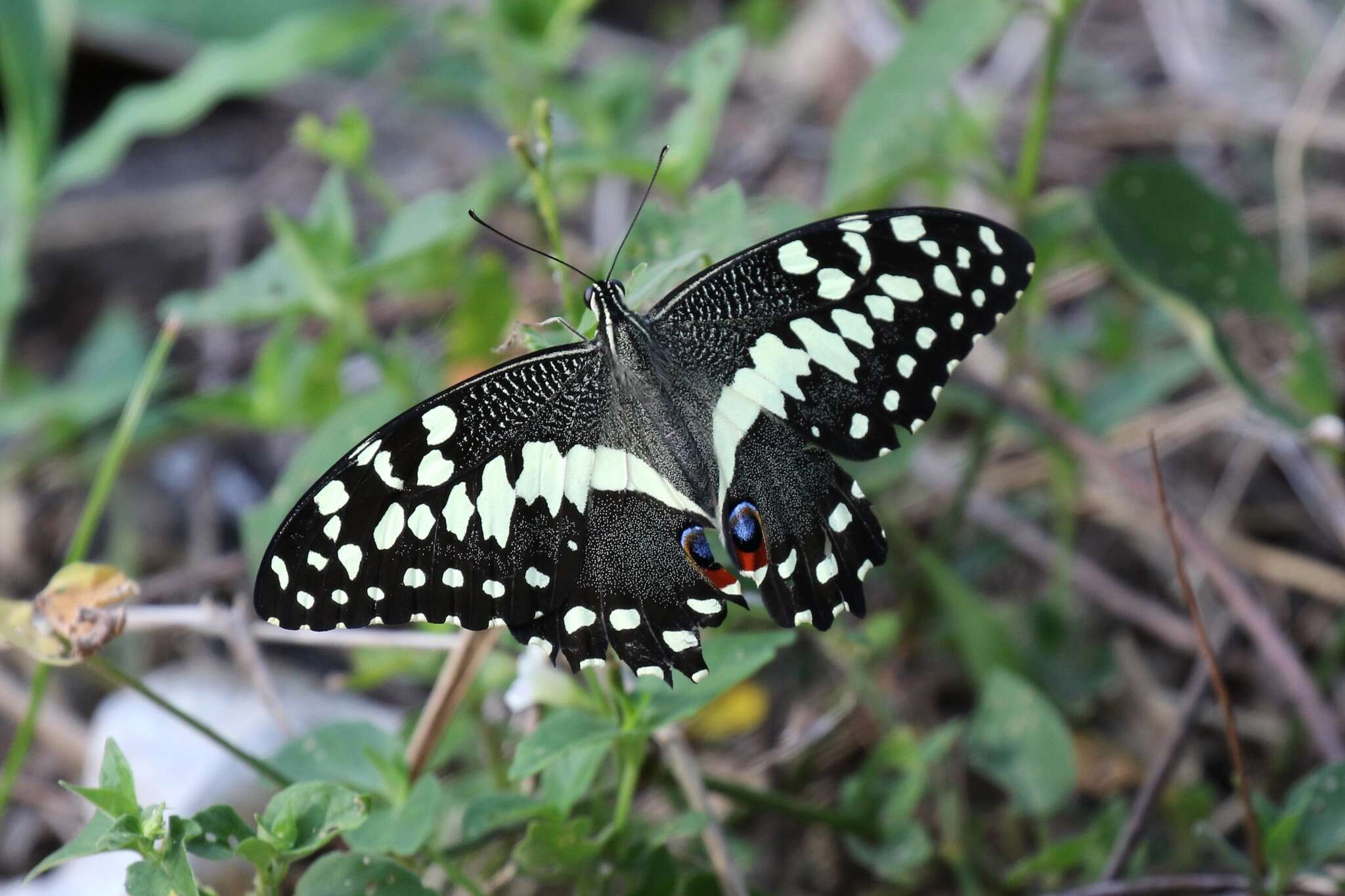 Image of Citrus swallowtail