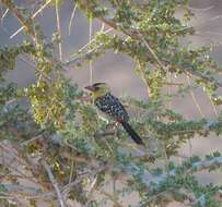 Image of Yellow-breasted Barbet