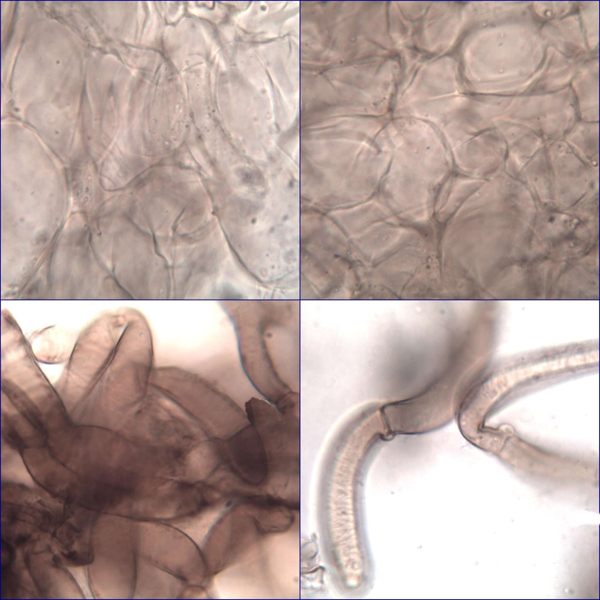 Image of Coprinopsis melanthina (Fr.) Örstadius & E. Larss. 2015