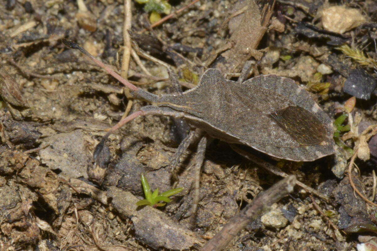 Image of Enoplops