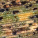 Image of Puccinia hordei G. H. Otth 1871