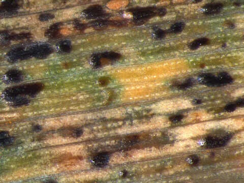 Image of Puccinia hordei G. H. Otth 1871