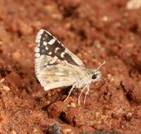 Image of Small Checkered Skipper