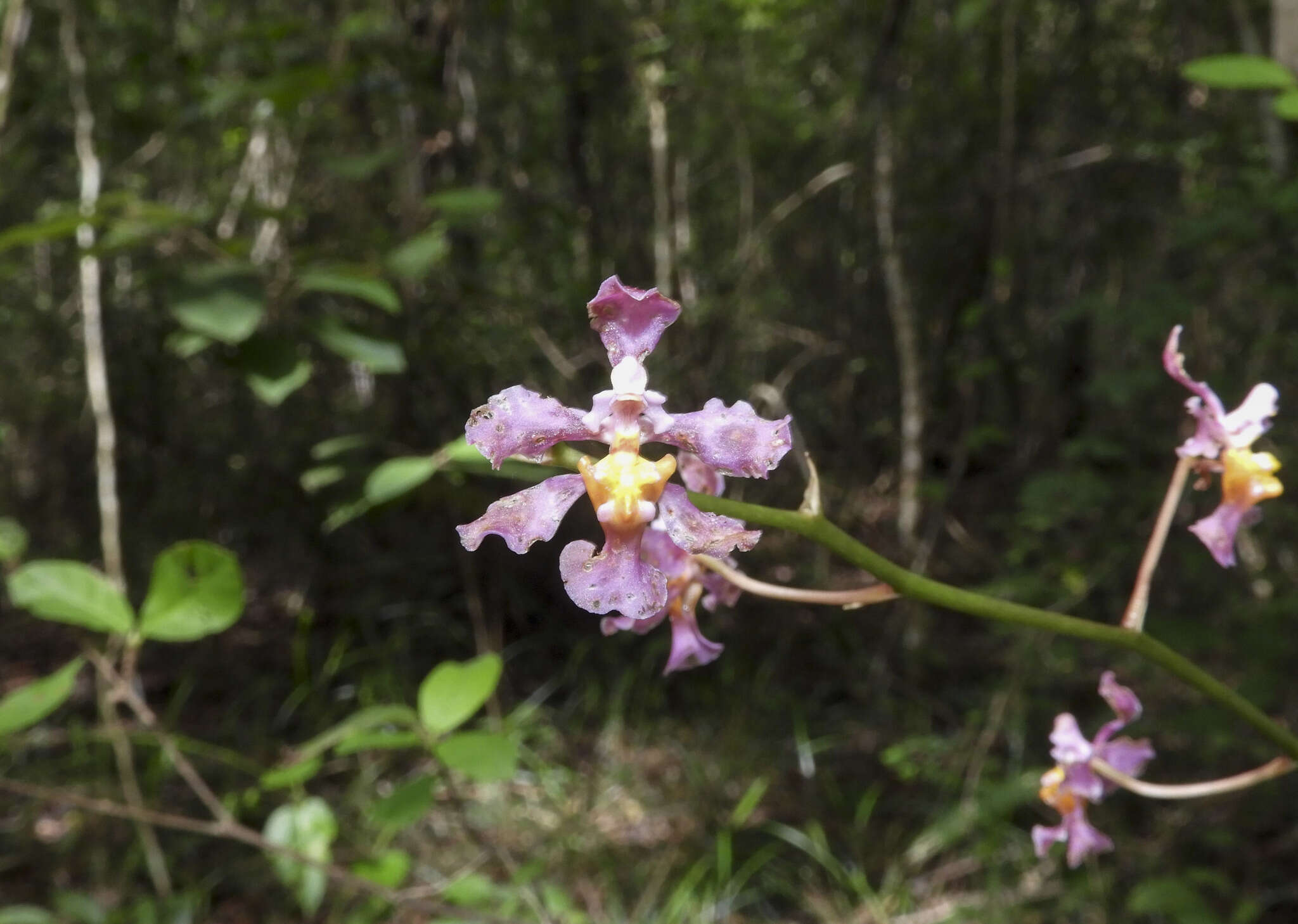 Plancia ëd Trichocentrum andrewsiae (R. Jiménez & Carnevali) R. Jiménez & Carnevali