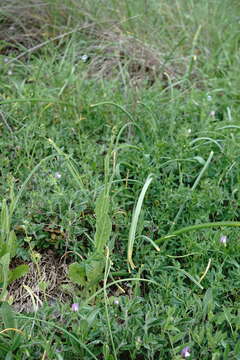 Image of smallflower hawksbeard