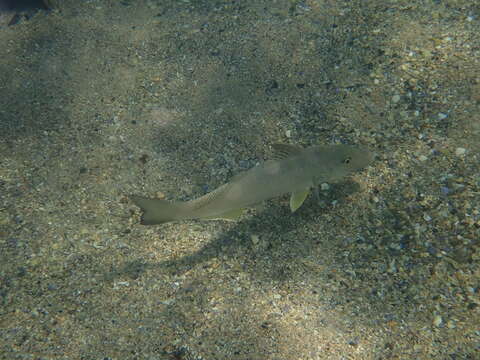 Image of Sand whiting