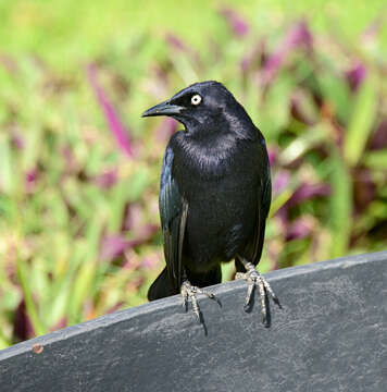 Image of Carib Grackle