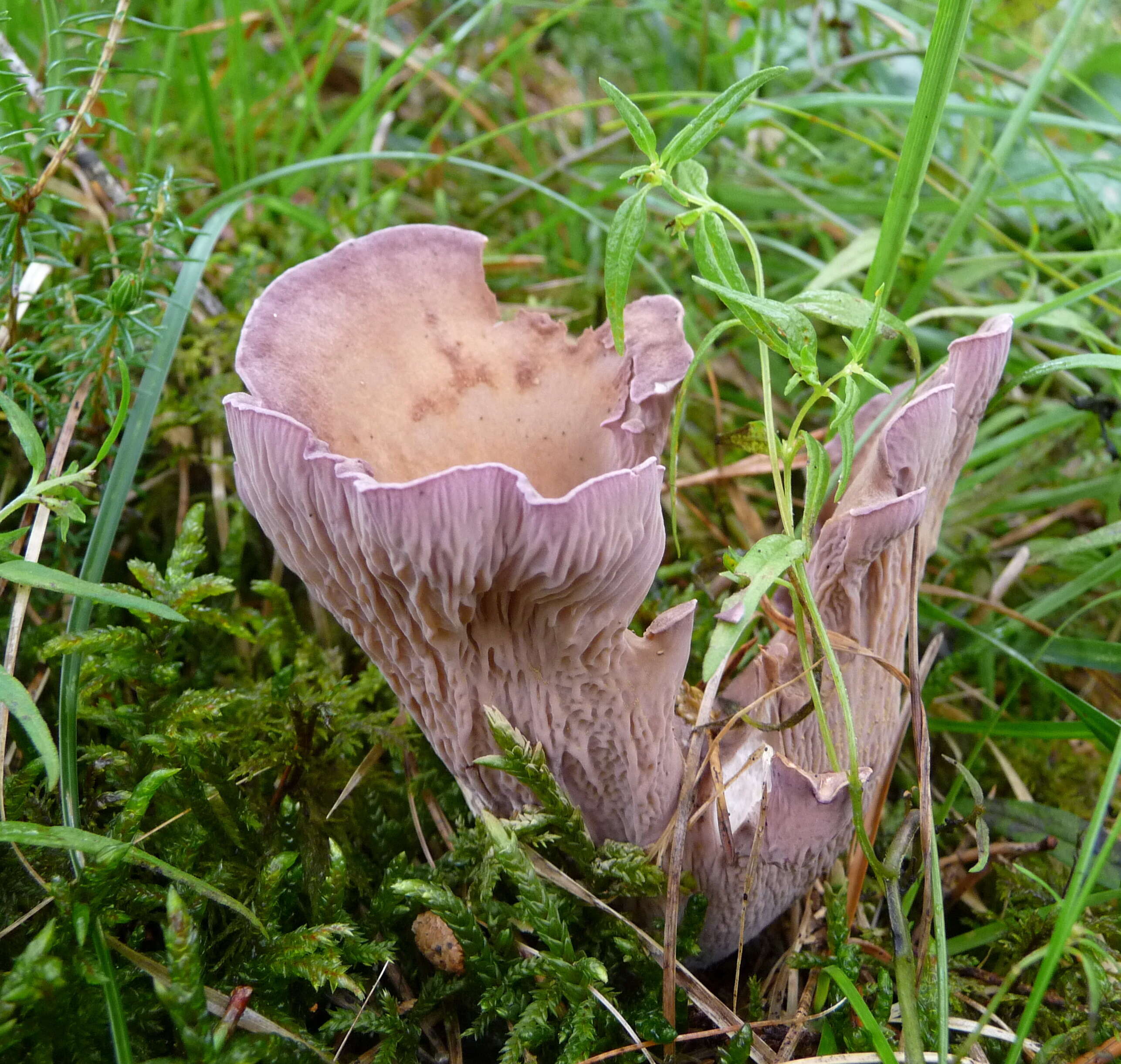 Image of Pig’s ear