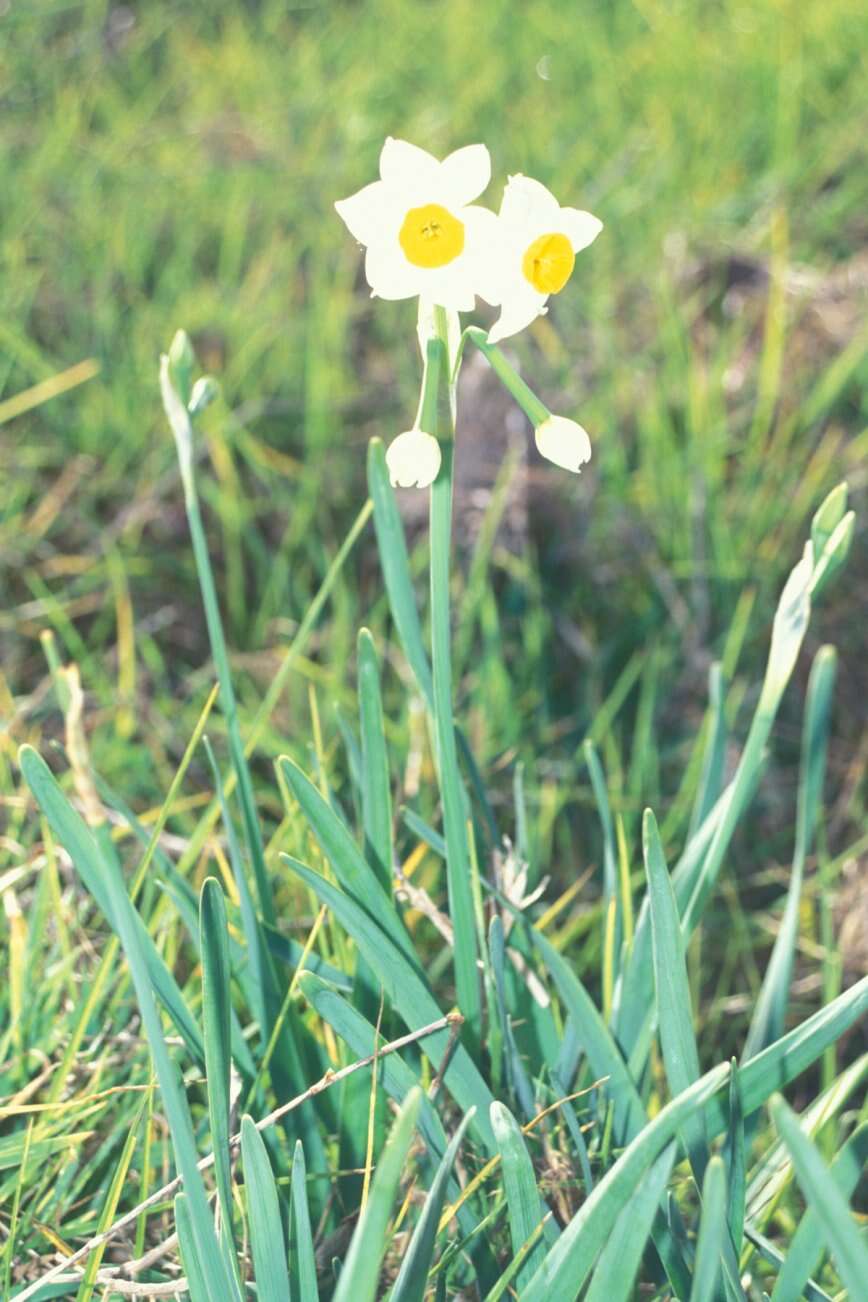 Image of cream narcissus