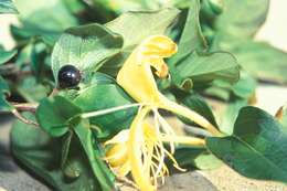 Image of Japanese honeysuckle