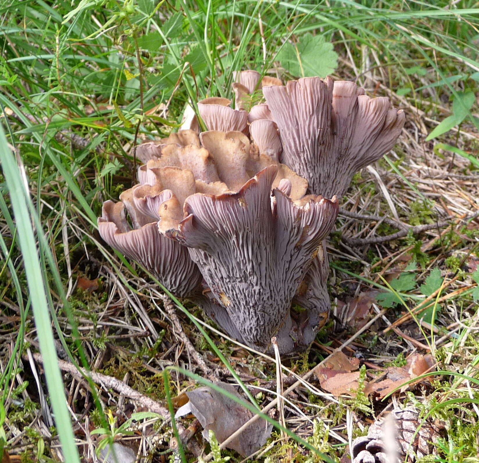 Sivun pölkkysieni kuva