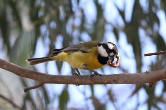 Image of Falcunculidae