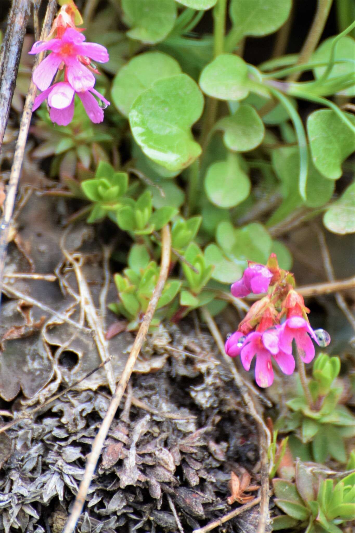 Plancia ëd Douglasia laevigata A. Gray