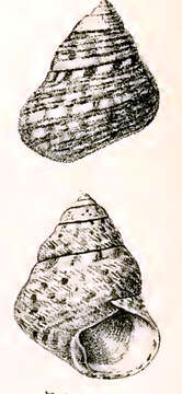 Image of Phorcus articulatus (Lamarck 1822)