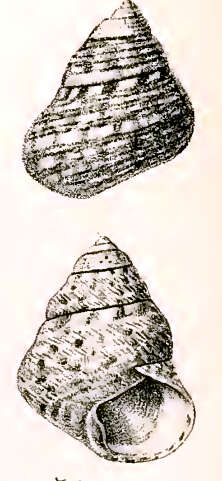 Image of Phorcus articulatus (Lamarck 1822)