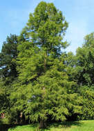 Image of Bald Cypress