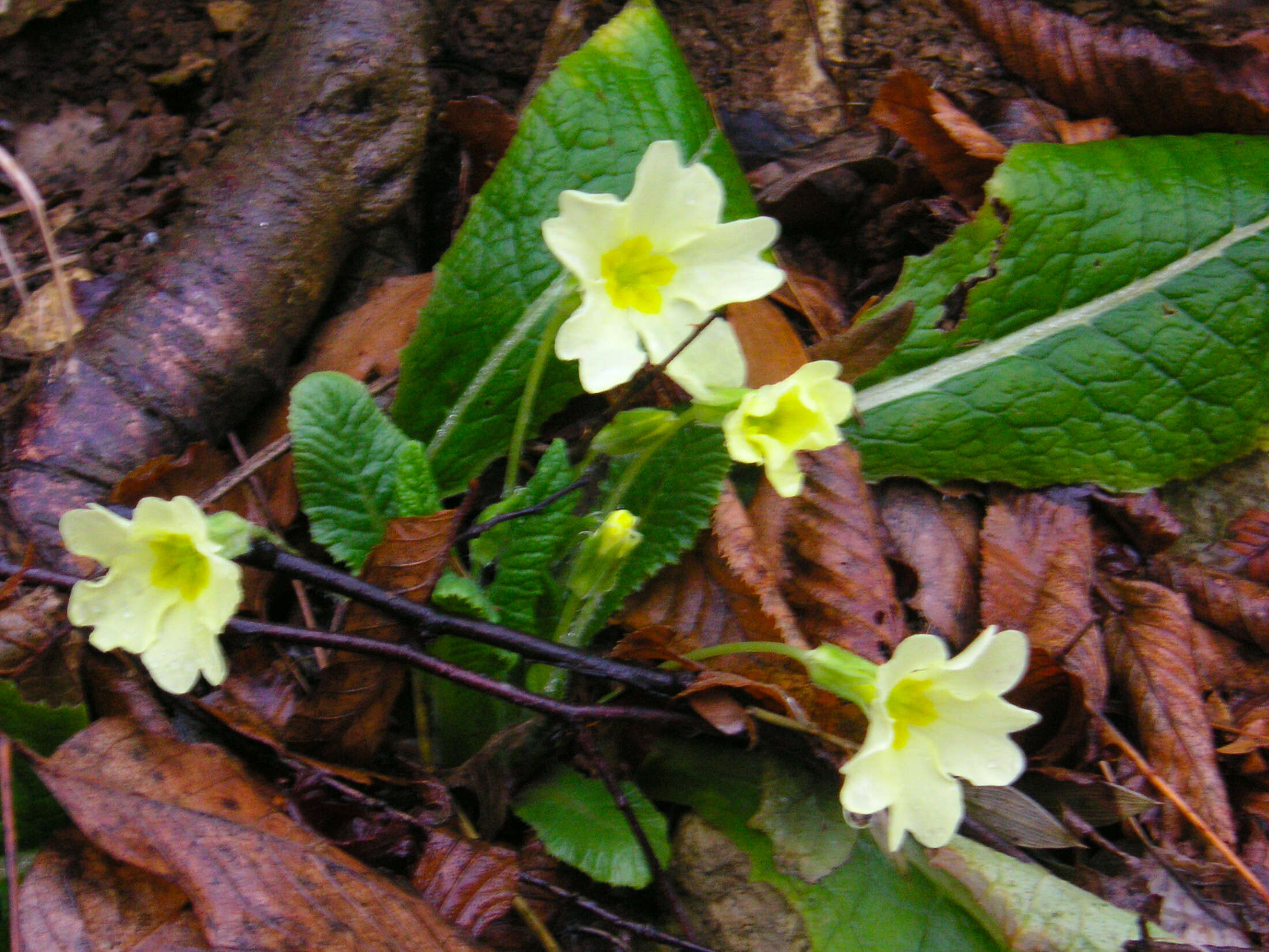 Image of Primrose