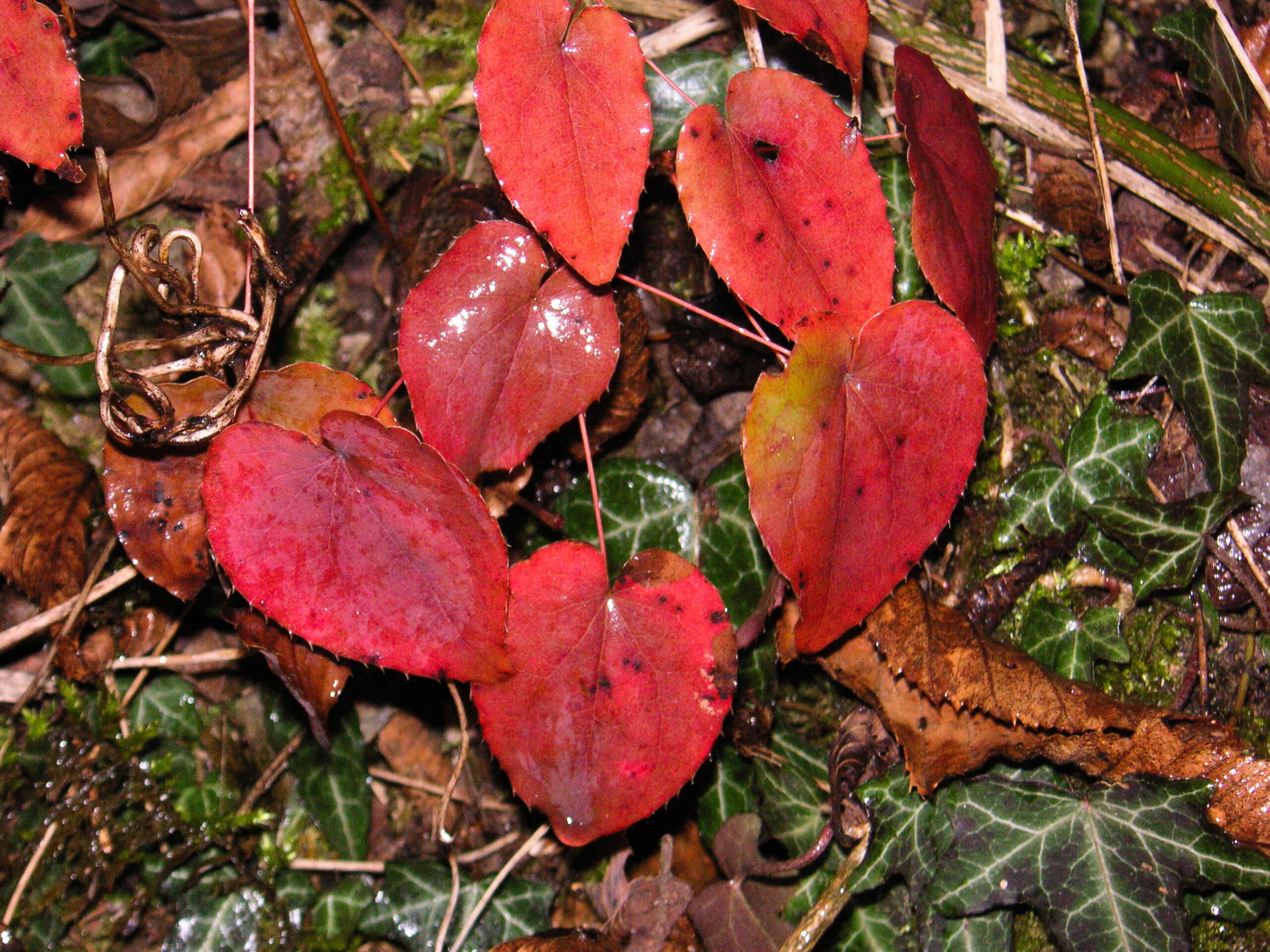 Image of English ivy