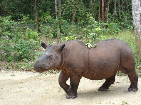Image of Hairy Rhinoceros