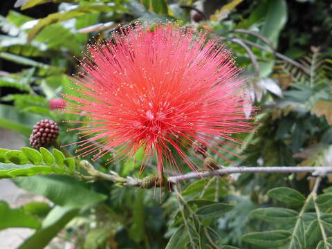 Image of Calliandra riparia Pittier