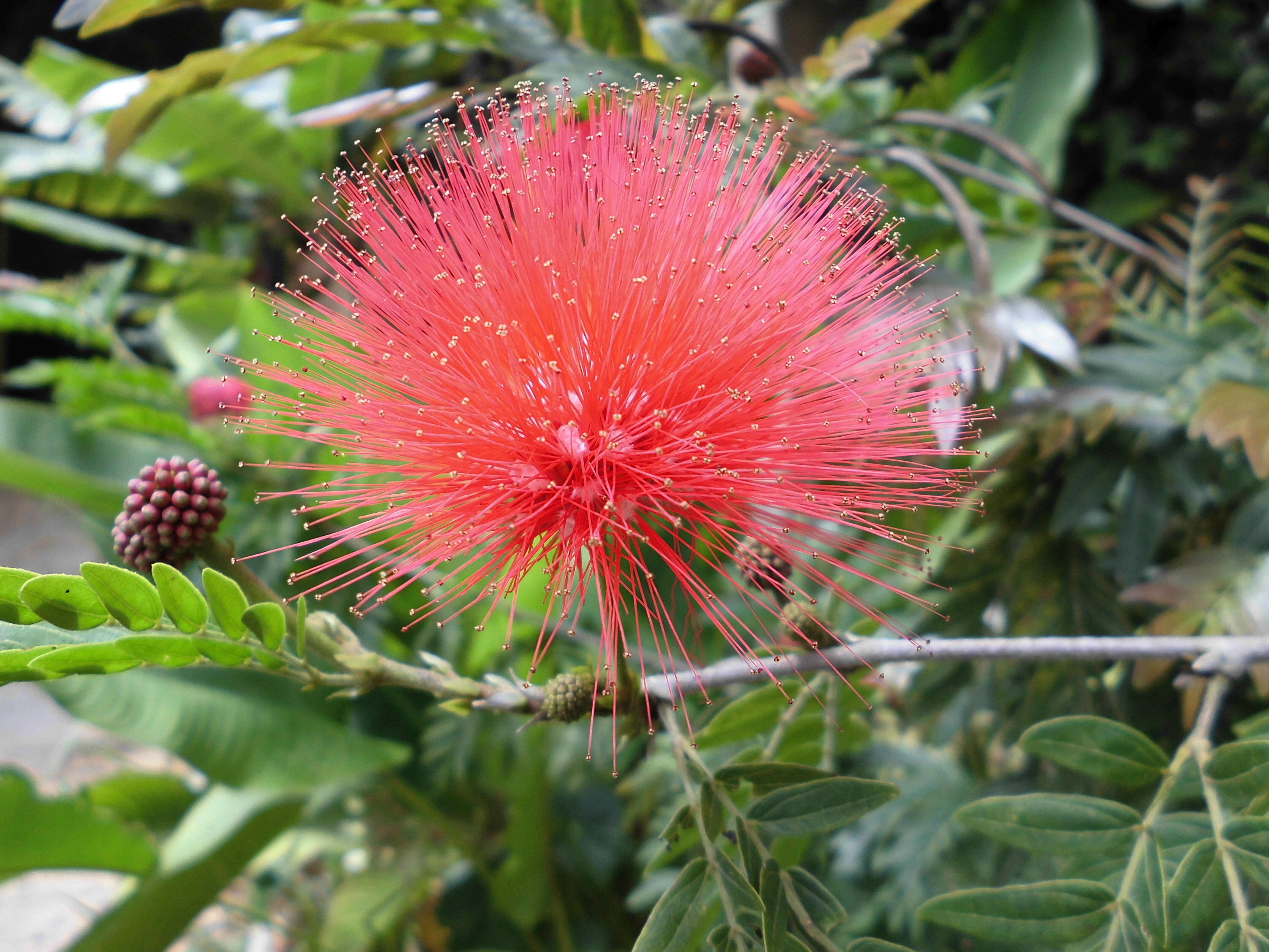 Image of Calliandra riparia Pittier