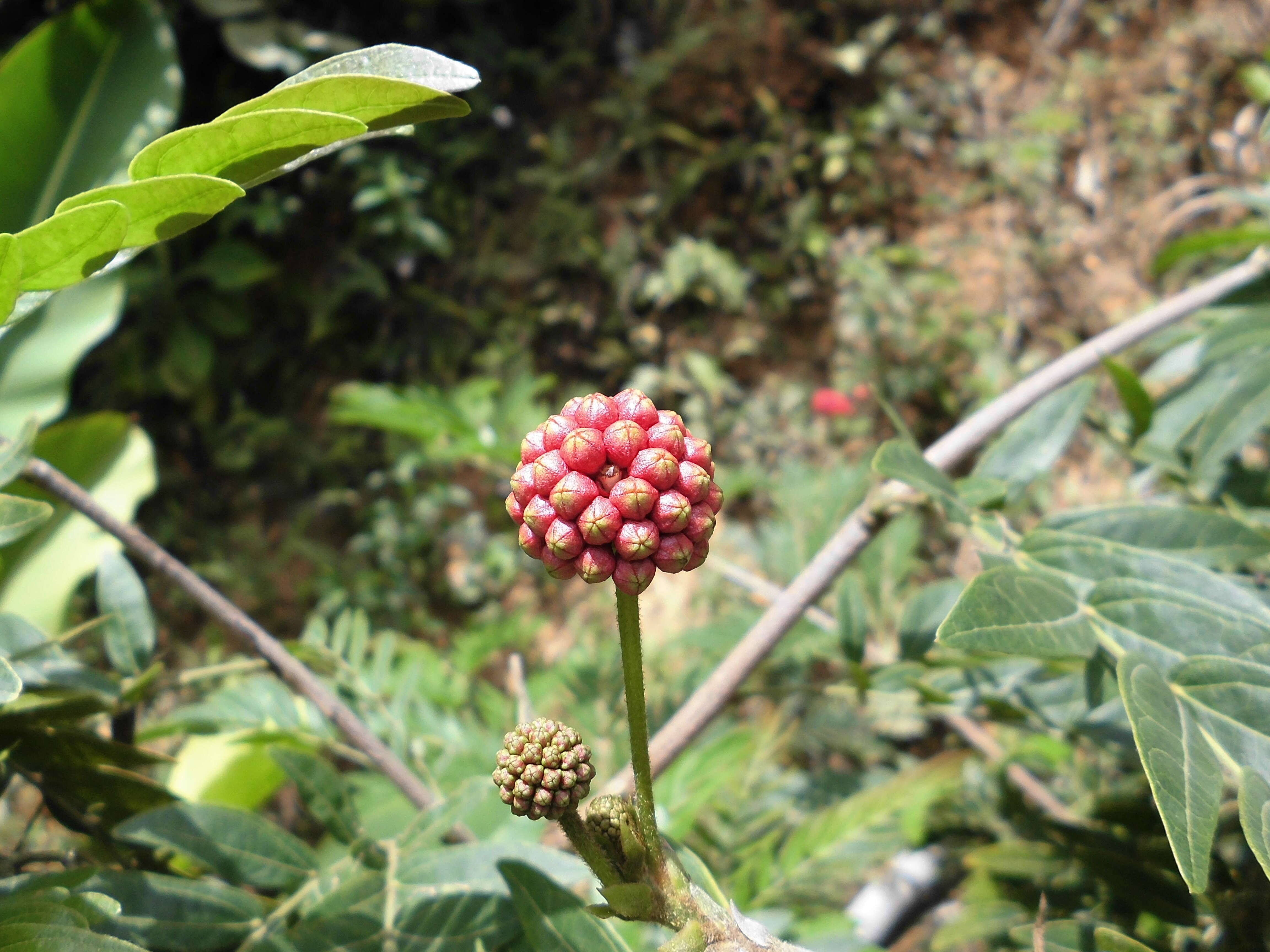 Image of Calliandra riparia Pittier