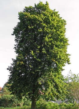 Image of Large-leaved Lime