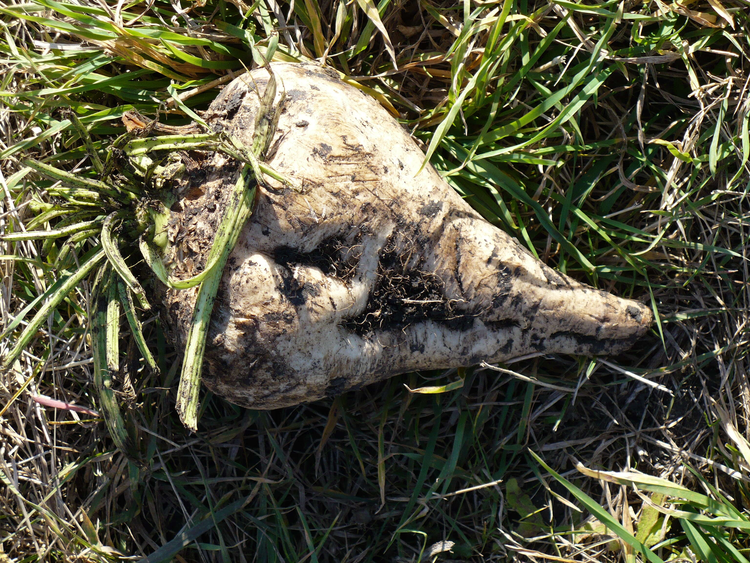 Image of Beta vulgaris subsp. vulgaris Altissima