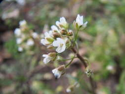 Image of shepherd's purse