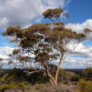 Imagem de Eucalyptus ebbanoensis subsp. ebbanoensis