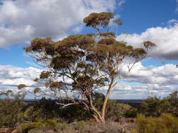 Plancia ëd Eucalyptus ebbanoensis subsp. ebbanoensis