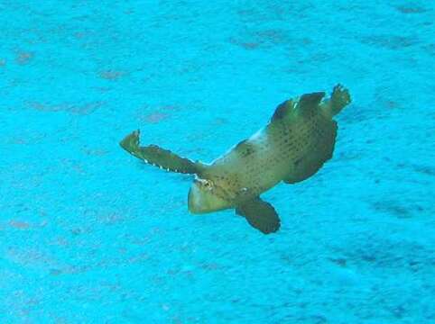 Image of Black-barred razorfish