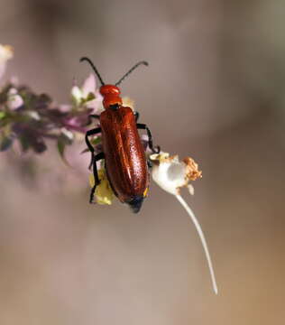 Image of Lytta (Paralytta) nitidicollis (Le Conte 1851)