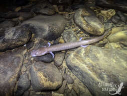 Image of Tennessee Cave Salamander