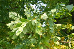 Plancia ëd Gymnocladus dioica (L.) K. Koch