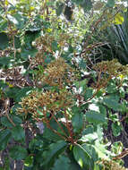 Image of Olearia furfuracea (A. Rich. & Lesson) Hook. fil.