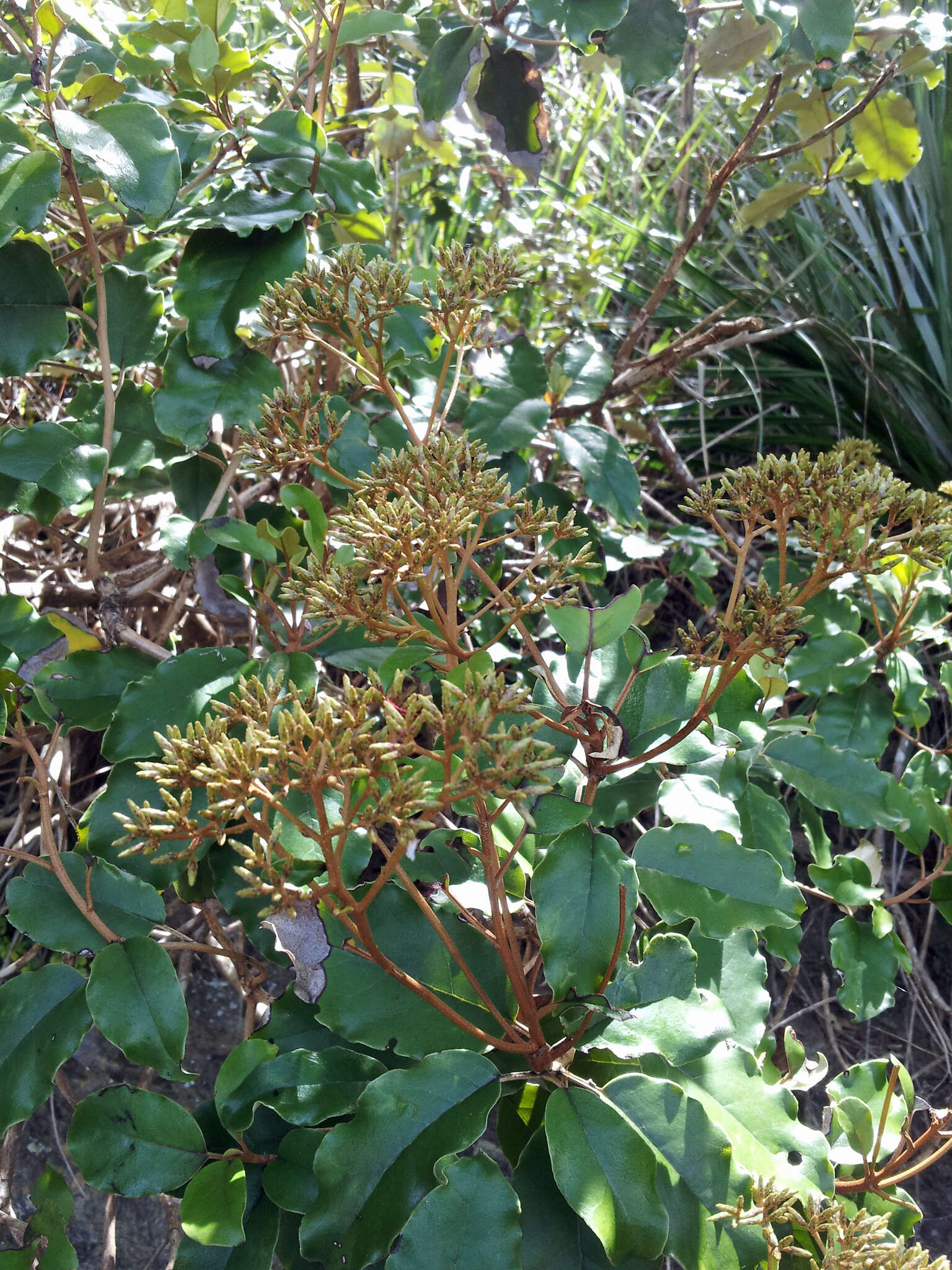 Olearia furfuracea (A. Rich. & Lesson) Hook. fil. resmi